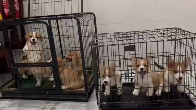 Chó Corgi  & chó corgi  thuần chủng 🥰. Mua bán Chó tại Quận Tân Bình Tp Hồ Chí Minh được đăng bởi Thy thy hình 1