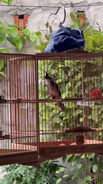 ra đi cả bộ chim đang rớt lông . Mua bán Chim tại Thành phố Biên Hòa Đồng Nai được đăng bởi nobita hình 1