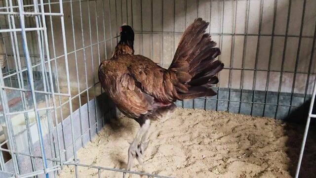 Gà Mỹ Hacth mái 1.3kg Nâu đen. Mua bán Gà tại Huyện Củ Chi Tp Hồ Chí Minh được đăng bởi Gà Tre Gà Nòi Gà Cảnh Củ Chi hình 1
