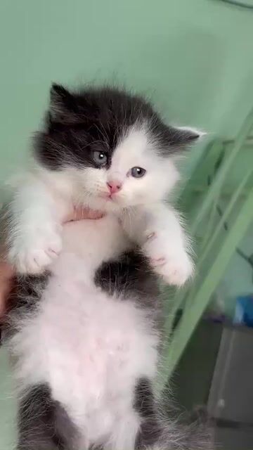 mèo anh lông dài 2 tháng. Mua bán Mèo tại Quận Thanh Xuân Hà Nội được đăng bởi vu hoang viet hình 1