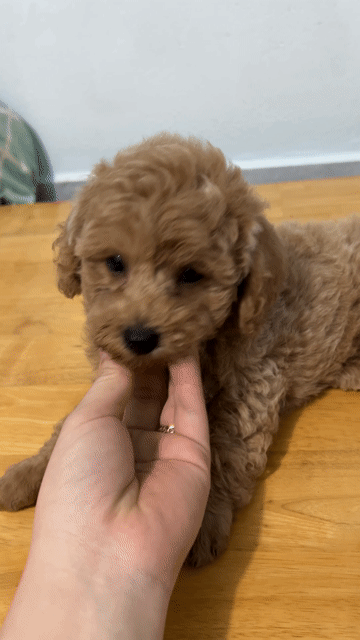 Chó Poodle Đực Cái Nâu Đen Con Đã tiêm phòng. Mua bán Chó tại Quận Bình Thạnh Tp Hồ Chí Minh được đăng bởi Trần Trang Anh hình 1
