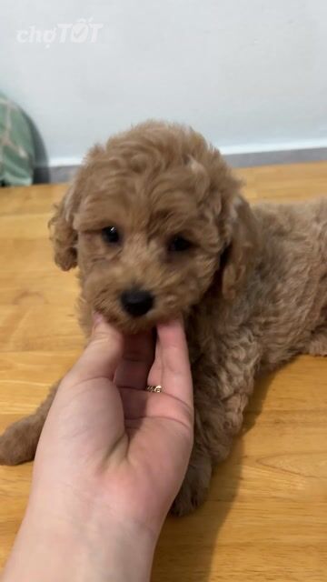 Chó Poodle Đực Cái Nâu Đen Con Đã tiêm phòng. Mua bán Chó tại Quận Bình Thạnh Tp Hồ Chí Minh được đăng bởi Trần Trang Anh hình 1