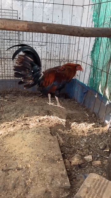 Gà chọi Cuban Keoso Đỏ đen Đực khỏe mạnh. Mua bán Gà tại Huyện Châu Đức Bà Rịa - Vũng Tàu được đăng bởi Nguyễn Phước hậu  hình 1