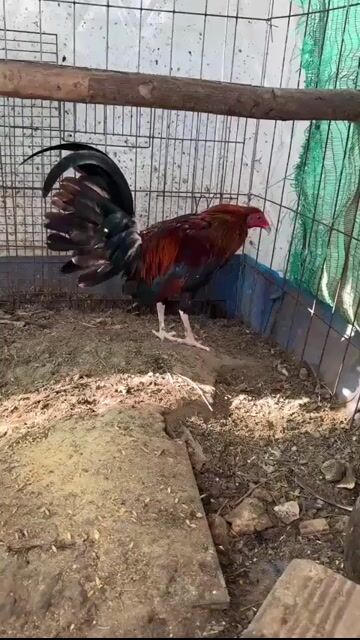Gà chọi Cuban Keoso Đỏ đen Đực khỏe mạnh. Mua bán Gà tại Huyện Châu Đức Bà Rịa - Vũng Tàu được đăng bởi Nguyễn Phước hậu  hình 1