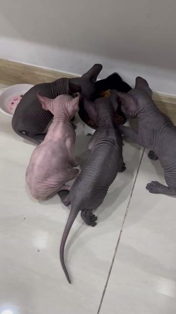 Mèo Sphynx nhiều màu. Mua bán Mèo tại Thành phố Dĩ An Bình Dương được đăng bởi DUY PHAN VĂN hình 1