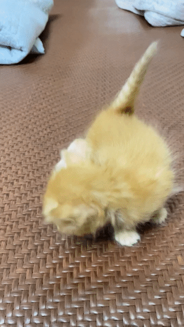 Mèo Anh lông ngắn màu vàng siêu xinh 🥰. Mua bán Mèo tại Quận Bắc Từ Liêm Hà Nội được đăng bởi Nguyễn hương  hình 1