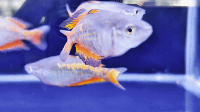 Cá cảnh Parkinsonie size 8-9 Đa sắc. Mua bán Thú cưng khác tại Quận 12 Tp Hồ Chí Minh được đăng bởi Huỳnh Trọng Nghĩa hình 1
