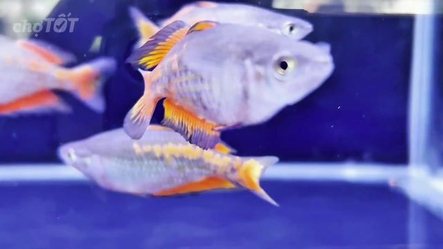 Cá cảnh Parkinsonie size 8-9 Đa sắc. Mua bán Thú cưng khác tại Quận 12 Tp Hồ Chí Minh được đăng bởi Huỳnh Trọng Nghĩa hình 1