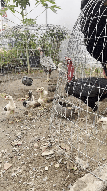 Gà đòn ô chuyên đầu mặt. Mua bán Gà tại Huyện Củ Chi Tp Hồ Chí Minh được đăng bởi HẬN LÊ hình 1
