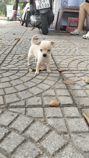  Chihuahua Cái Mini màu Kem siêu nhỏ. Mua bán Chó tại Quận Cẩm Lệ Đà Nẵng được đăng bởi Trâm  hình 1