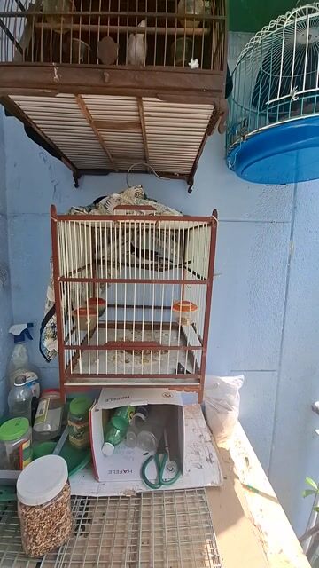 tron bo chim chao mao. Mua bán Chim tại Quận 3 Tp Hồ Chí Minh được đăng bởi Đặng thanh tuấn hình 1