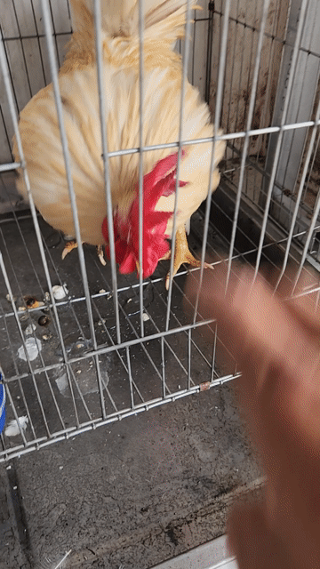 Gà Satama Trống Thuần chủng. Mua bán Gà tại Thành phố Dĩ An Bình Dương được đăng bởi lếu lều  hình 1
