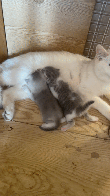 Mèo con đực Bicolor. Mua bán Mèo tại Quận 8 Tp Hồ Chí Minh được đăng bởi Tùng Đào hình 1