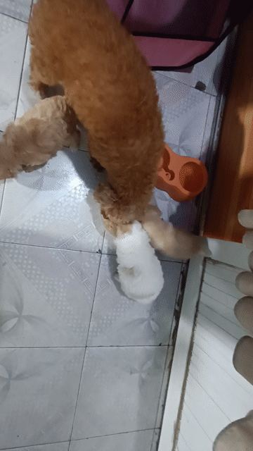 Chó Poodle nâu trắng khỏe mạnh. Mua bán Chó tại Quận Hồng Bàng Hải Phòng được đăng bởi Hoàng quốc khanh hình 1