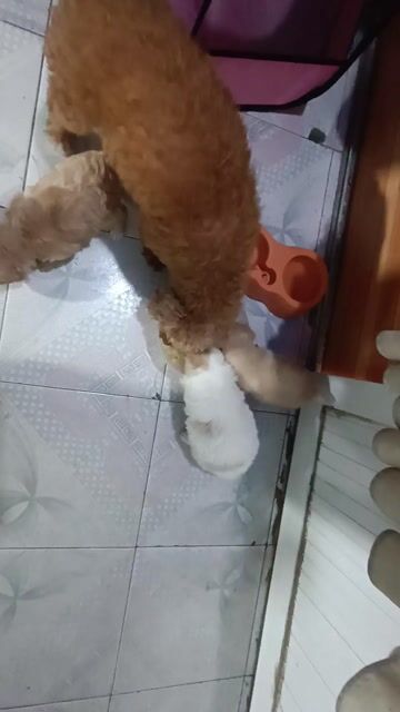 Chó Poodle nâu trắng khỏe mạnh. Mua bán Chó tại Quận Hồng Bàng Hải Phòng được đăng bởi Hoàng quốc khanh hình 1