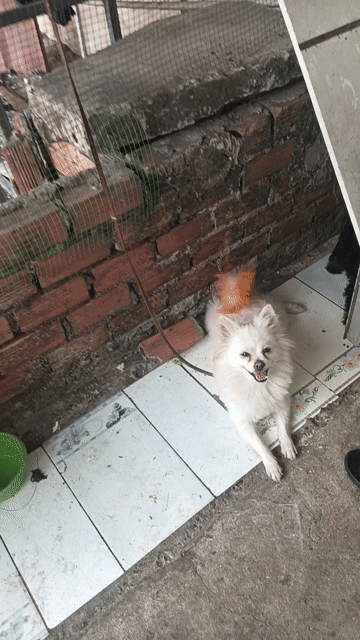 Chó Đen Trắng Nâu. Mua bán Chó tại Huyện Bình Chánh Tp Hồ Chí Minh được đăng bởi Nguyển Văn Cẩn hình 1