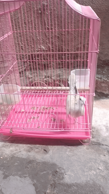 Chim cu pháp Trưởng thành màu Trắng. Mua bán Chim tại Quận 7 Tp Hồ Chí Minh được đăng bởi cao minh nhật hình 1