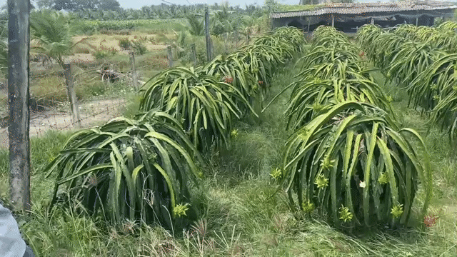 Mua bán Đất Huyện Châu Thành Long An diện tích 350 m² giá 690 triệu