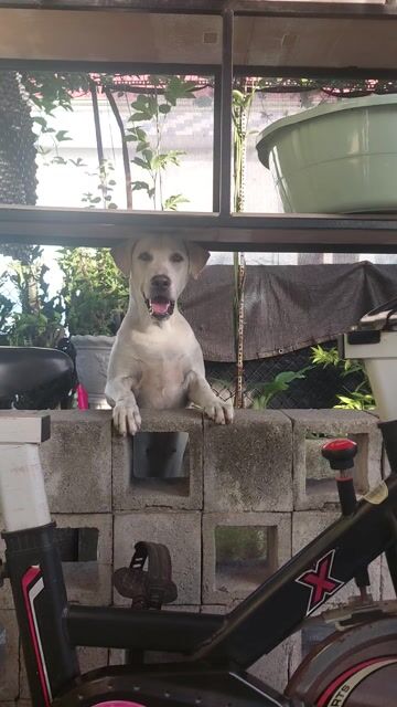 cho Labrador cái tơ gần 1 năm tuổi . Mua bán Chó tại Thị xã Tân Uyên Bình Dương được đăng bởi Tấn Lộc hình 1