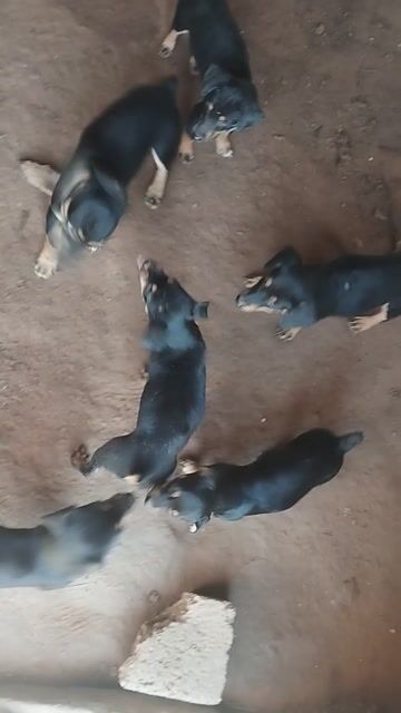 Chó Mông cộc đen 3-4kg. Mua bán Chó tại Thành phố Nam Định Nam Định được đăng bởi Nguyễn Văn Trọng hình 1