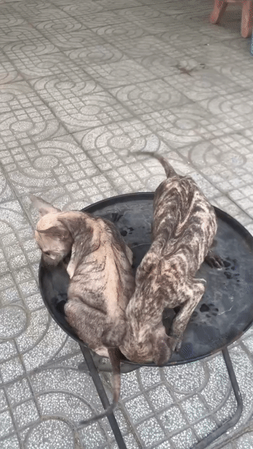 Chó con phú quốc thuần chủng 8 tuần tuổi. Mua bán Chó tại Thành phố Thủ Đức Tp Hồ Chí Minh được đăng bởi Đức Hiệp hình 1