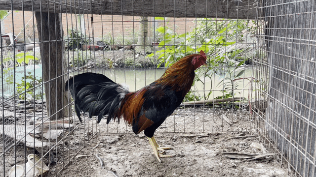 Gà tơ 2.4 kg. Mua bán Gà tại Huyện Chợ Gạo Tiền Giang được đăng bởi Kevin Dương hình 1