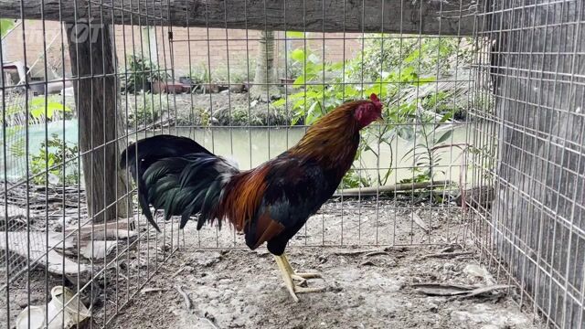 Gà tơ 2.4 kg. Mua bán Gà tại Huyện Chợ Gạo Tiền Giang được đăng bởi Kevin Dương hình 1