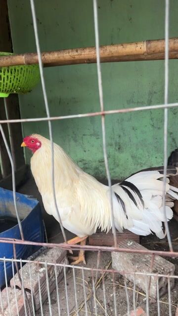 Gà trống 1.6kg màu Nâu. Mua bán Gà tại Thị xã Bến Cát Bình Dương được đăng bởi Hoàng Phúc hình 1
