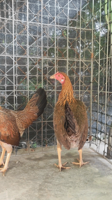 Gà tre mái Cuban hatch. Mua bán Gà tại Huyện Chợ Gạo Tiền Giang được đăng bởi chí hình 1