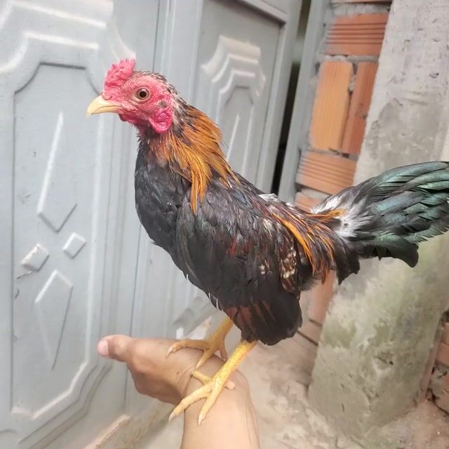 Gà tre Bắc  6 tháng. Mua bán Gà tại Huyện Tân Hiệp Kiên Giang được đăng bởi Ha DANG hình 1