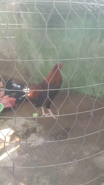 tre tơ 7 th tuổi. Mua bán Gà tại Quận Bình Tân Tp Hồ Chí Minh được đăng bởi Nguyễn Đung hình 1