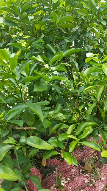 Cây tắc đang ra trái. Mua bán Cây cảnh, đồ trang trí tại Huyện Nhà Bè Tp Hồ Chí Minh được đăng bởi Mai Thủy  hình 1