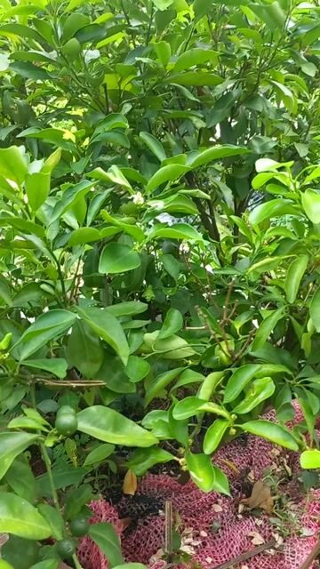 Cây tắc đang ra trái. Mua bán Cây cảnh, đồ trang trí tại Huyện Nhà Bè Tp Hồ Chí Minh được đăng bởi Mai Thủy  hình 1