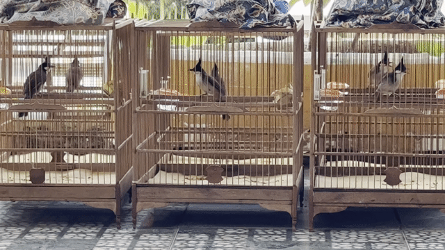 Chim Chào Mào trống bổi mộc To. Mua bán Chim tại Quận Sơn Trà Đà Nẵng được đăng bởi quan hình 1