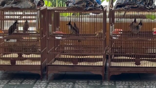 Chim Chào Mào trống bổi mộc To. Mua bán Chim tại Quận Sơn Trà Đà Nẵng được đăng bởi quan hình 1
