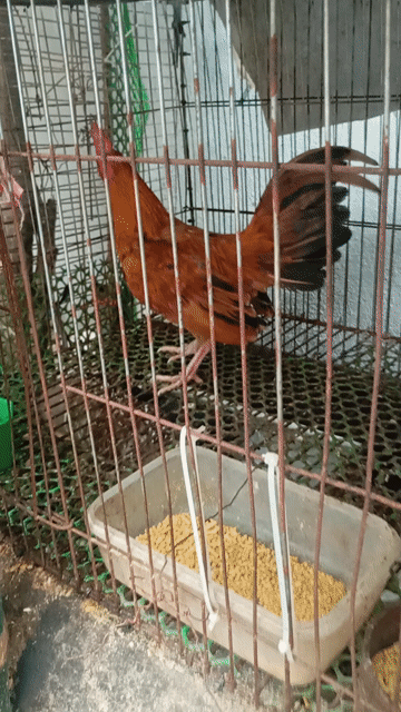 Gà cảnh trống. Mua bán Gà tại Huyện Quế Võ Bắc Ninh được đăng bởi Điểm Trương Văn hình 1