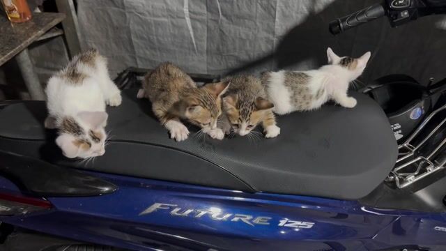 Mèo nhà Đa sắc Cả đực và cái. Mua bán Mèo tại Thành phố Thủ Dầu Một Bình Dương được đăng bởi Giang Vũ (Selene) hình 1