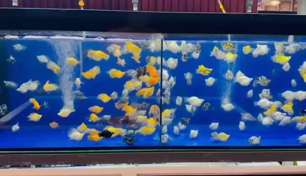 Thủy sinh giá rẻ,cá cảnh nhiều màu. Mua bán Thú cưng khác tại Huyện Bình Chánh Tp Hồ Chí Minh được đăng bởi Nguyen Hoang  hình 1