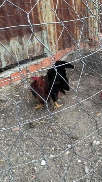 Gà tre sinh viên. Mua bán Gà tại Quận 12 Tp Hồ Chí Minh được đăng bởi Thanh Trung hình 1