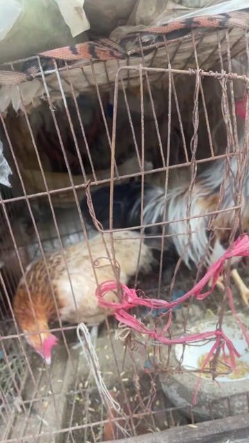 Gà tre lai tân trâu. Mua bán Gà tại Huyện Vĩnh Bảo Hải Phòng được đăng bởi Tuấn Cá Rô hình 1