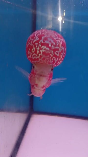 Cá cảnh màu Đỏ 2.5 ngón. Mua bán Thú cưng khác tại Quận Bình Tân Tp Hồ Chí Minh được đăng bởi Lê kim phát hình 1