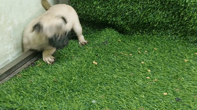 tìm chủ mới cho em pug cái 3 tháng tuổi. Mua bán Chó tại Quận Gò Vấp Tp Hồ Chí Minh được đăng bởi thanhthai632005 hình 1