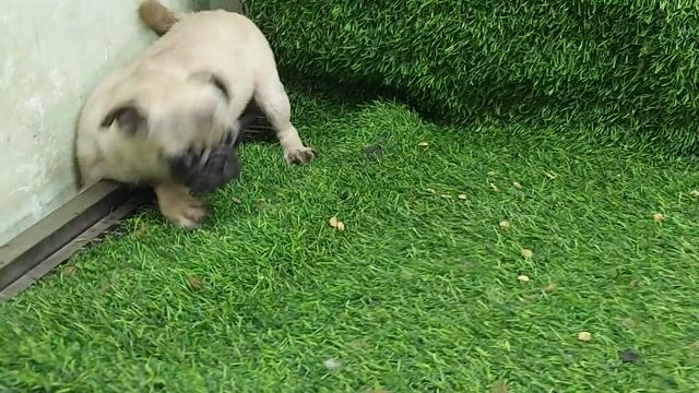 tìm chủ mới cho em pug cái 3 tháng tuổi. Mua bán Chó tại Quận Gò Vấp Tp Hồ Chí Minh được đăng bởi thanhthai632005 hình 1