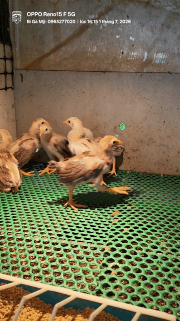 Gà Mỹ Kelso Vàng nhạt Cả hai. Mua bán Gà tại Huyện Châu Phú An Giang được đăng bởi Bi Gà Mỹ  hình 1