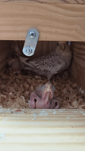 Vẹt Cockatiel Non. Mua bán Chim tại Thành phố Thuận An Bình Dương được đăng bởi H  hình 1
