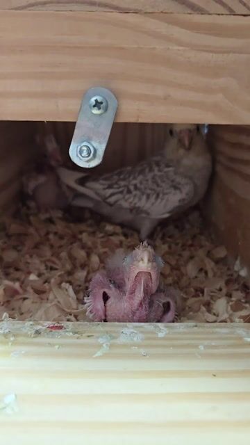 Vẹt Cockatiel Non. Mua bán Chim tại Thành phố Thuận An Bình Dương được đăng bởi H  hình 1