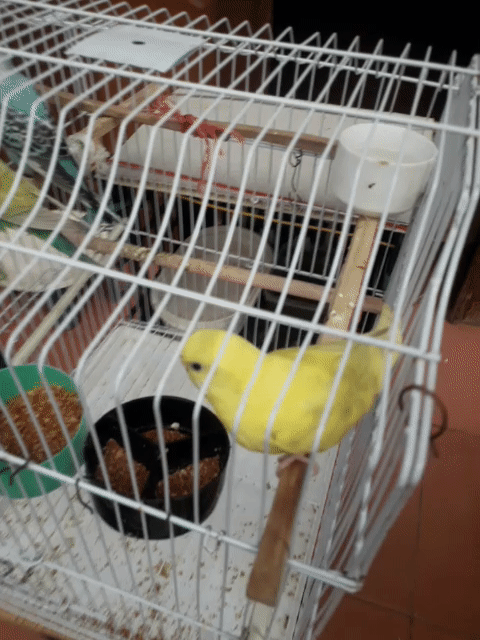 Vẹt Vàng. Mua bán Chim tại Quận Cầu Giấy Hà Nội được đăng bởi Thi hoa Le hình 1