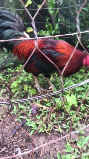 trông asilmi noi 2.7kg. Mua bán Gà tại Huyện Mang Thít Vĩnh Long được đăng bởi Hưng Quoc hình 1