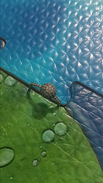 Nhẫn nữ bạc đá tấm size nhỏ. Mua bán Phụ kiện thời trang khác tại Huyện Bình Chánh Tp Hồ Chí Minh được đăng bởi Minh Thư hình 1