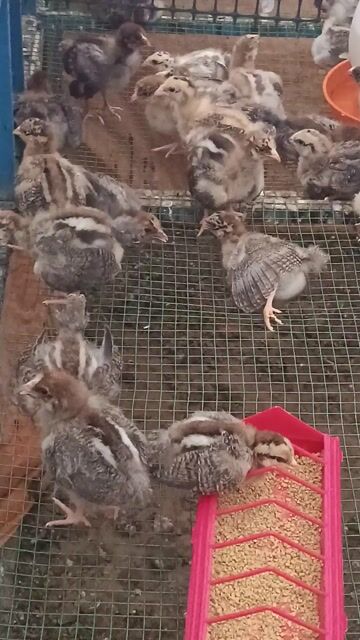 Gà giống Gà nhỡ. Mua bán Gà tại Thành phố Thuận An Bình Dương được đăng bởi mây Tuệ An  hình 1